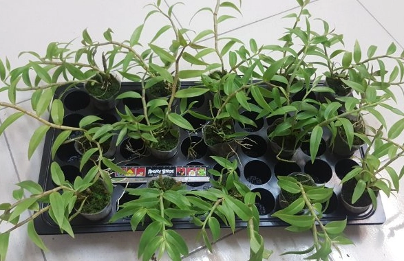 蘭花換盆方法