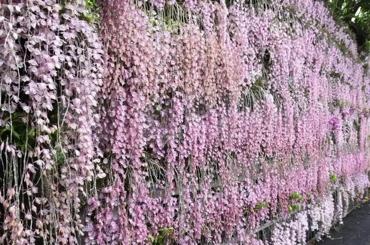 瀑布蘭澆水 瀑布蘭澆水
