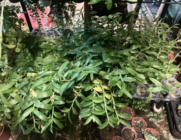 蘭花換盆方法