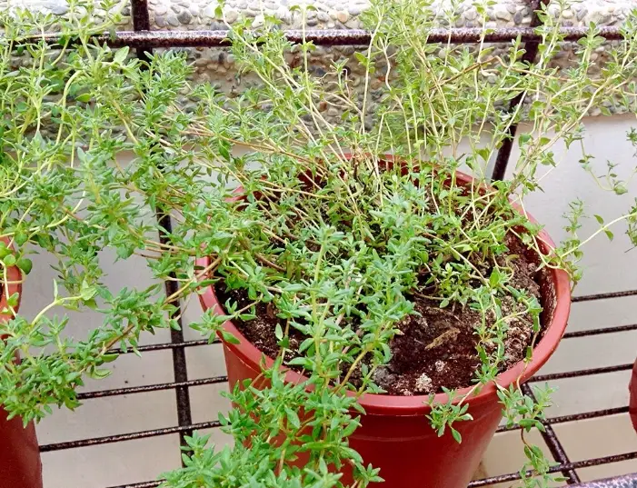香草植物種植