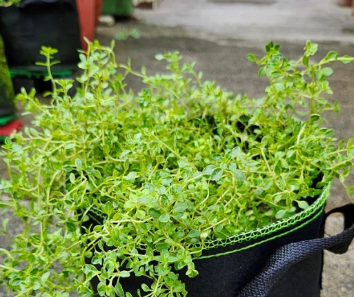 香草植物種植