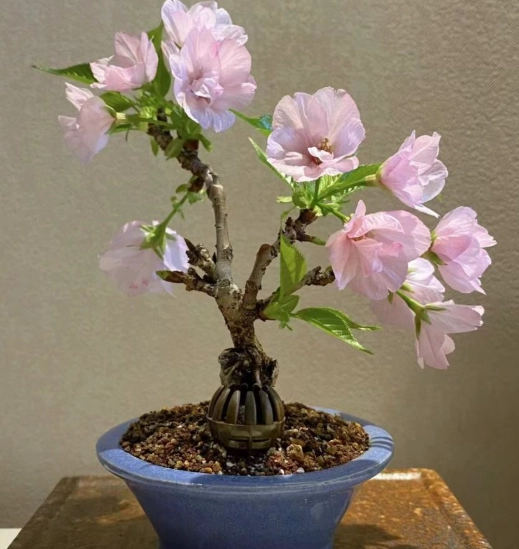 迷你櫻花 盆栽