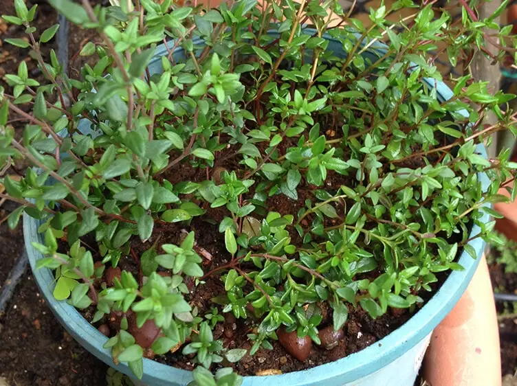 百里香怎麼種
