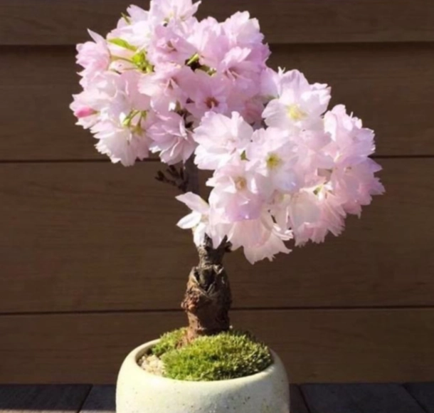 櫻花種子 發芽