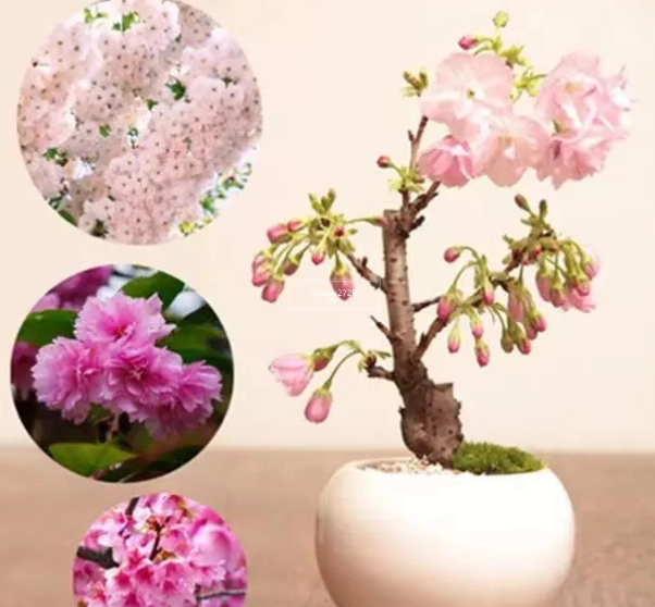 迷你櫻花種子 種植