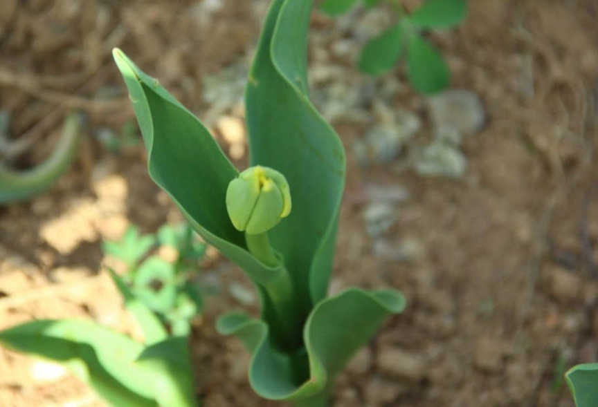 郁金香復花