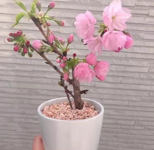 櫻花種子 發芽