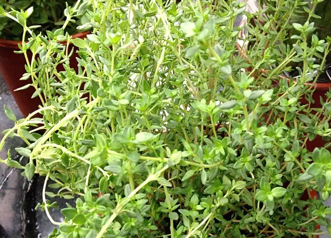 百里香怎麼種