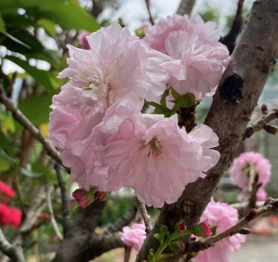 迷你櫻花種子 種植