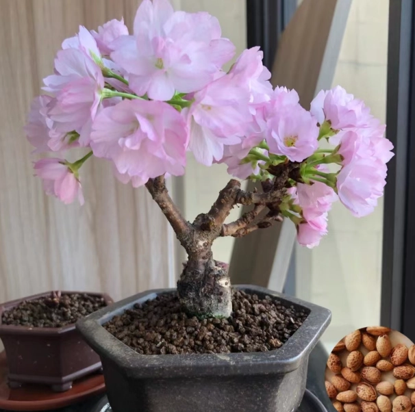 迷你櫻花 盆栽