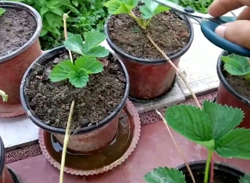 草莓種子繁殖 草莓種子繁殖