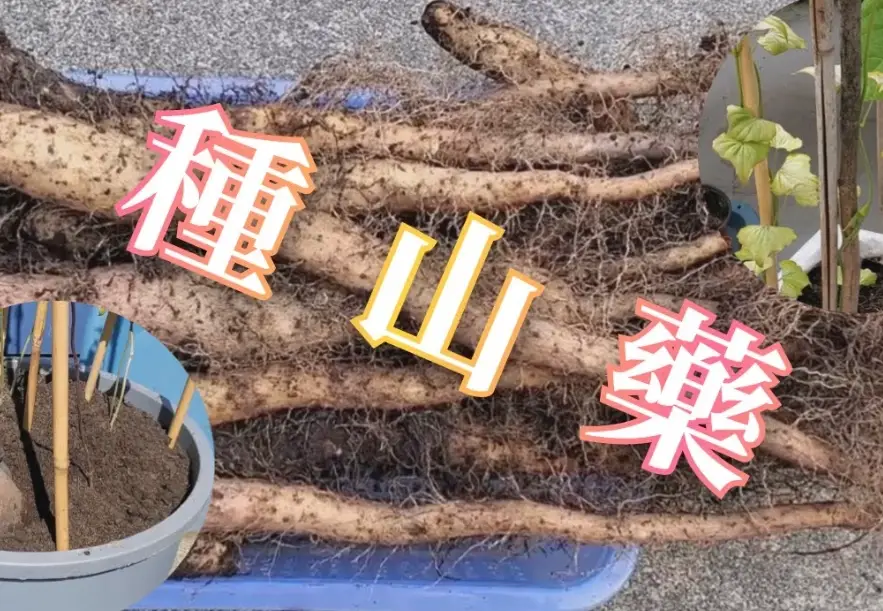 山藥種植