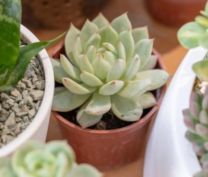 多肉植物修剪 多肉植物修剪