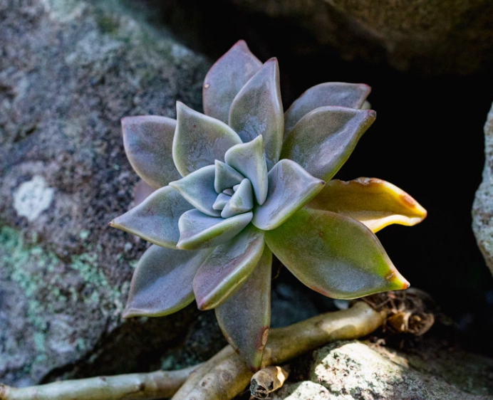 多肉植物修剪 多肉植物修剪