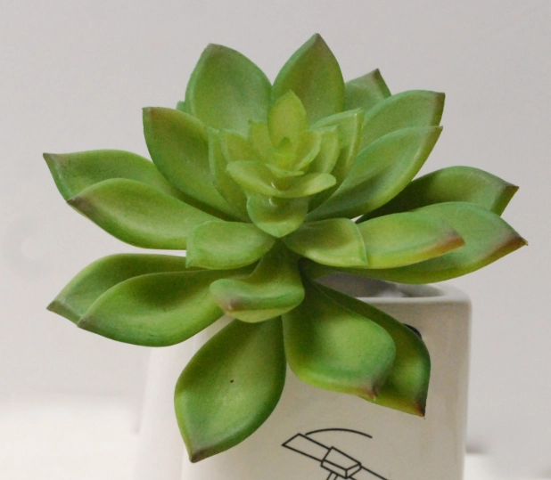石蓮葉子養護 石蓮葉子養護