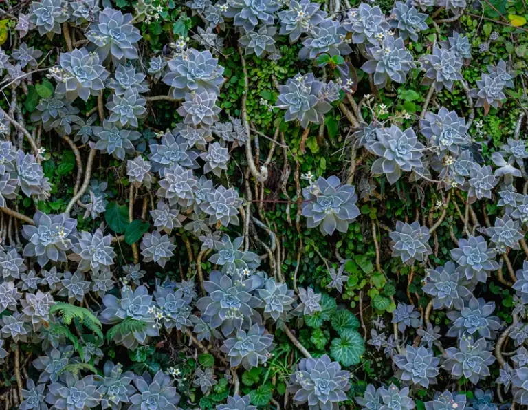 石蓮花照顧 石蓮花照顧