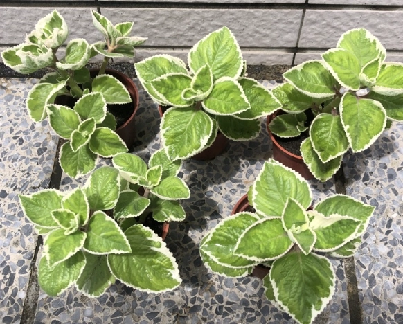 斑葉左手香種植 斑葉左手香種植
