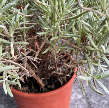 薰衣草底部枯黃怎麼辦 薰衣草底部枯黃怎麼辦