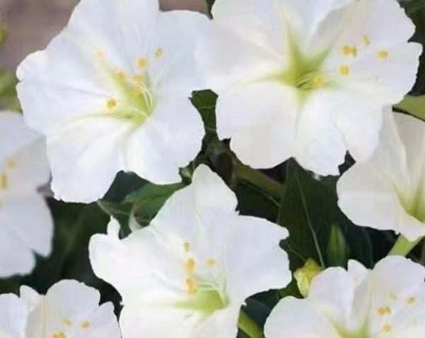 茉莉花盆栽 茉莉花盆栽