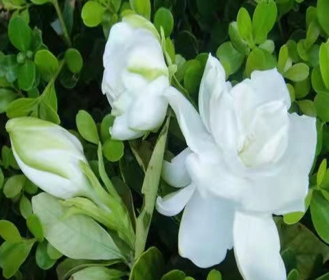 茉莉花盆栽 茉莉花盆栽
