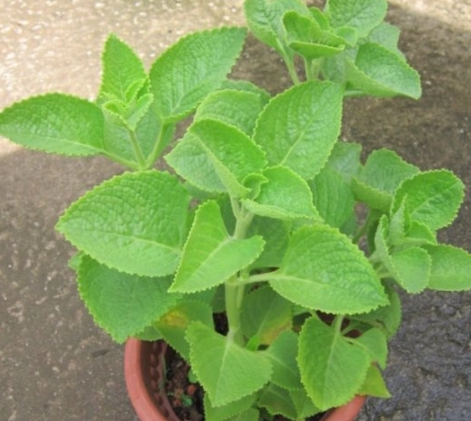 香草植物修剪技巧 香草植物修剪技巧