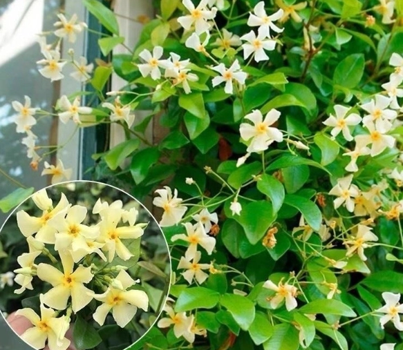茉莉花種植 茉莉花種植