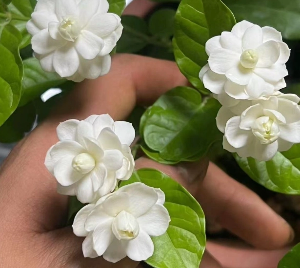 茉莉花種植 茉莉花種植
