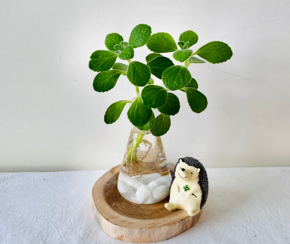 室內種植 室內種植