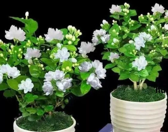 茉莉花種植 茉莉花種植