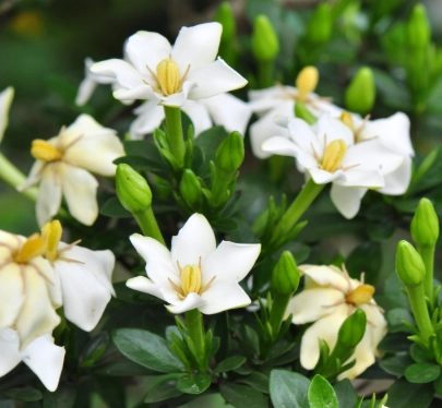梔子花不開花