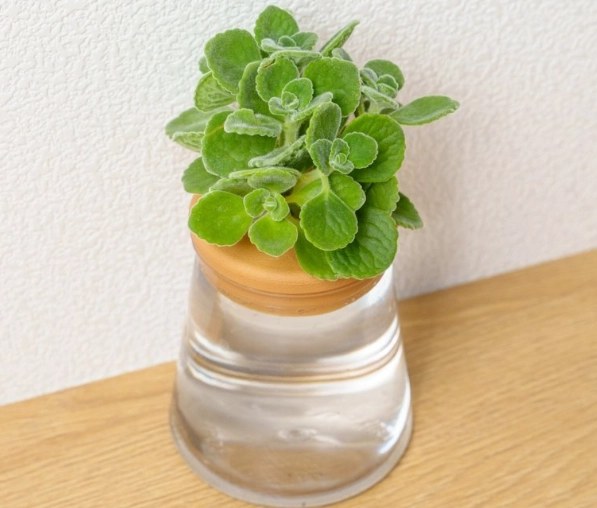香草栽培 香草栽培