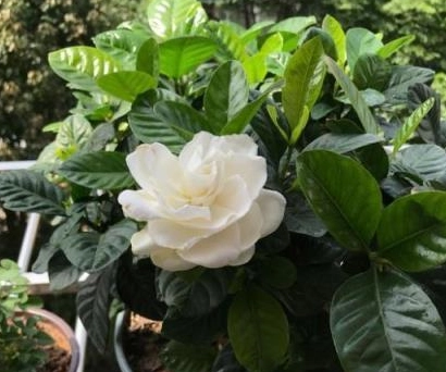 梔子花葉焦原因 梔子花葉焦原因