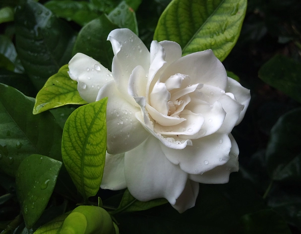 梔子花 葉子 乾枯 梔子花 葉子 乾枯