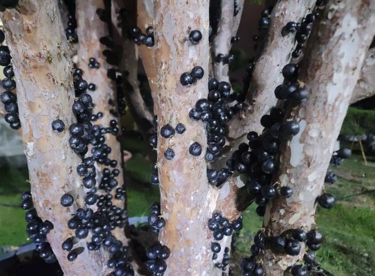 樹幹脫皮處理
