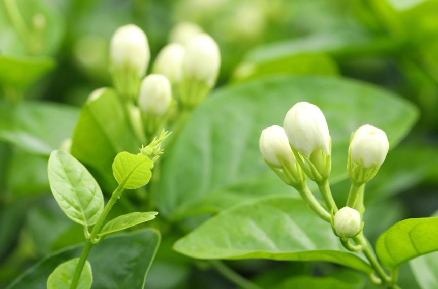 茉莉花用什麼肥料
