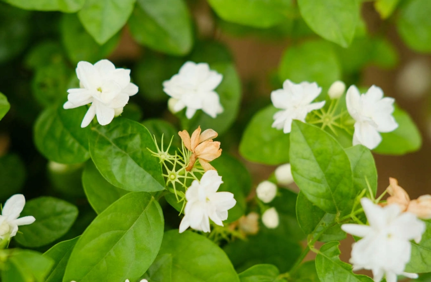 茉莉花肥料推薦