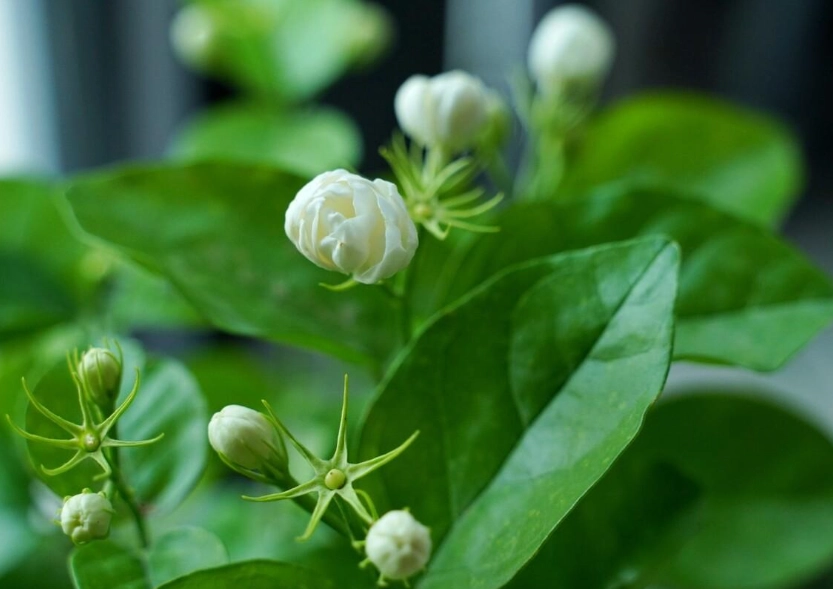茉莉花養護