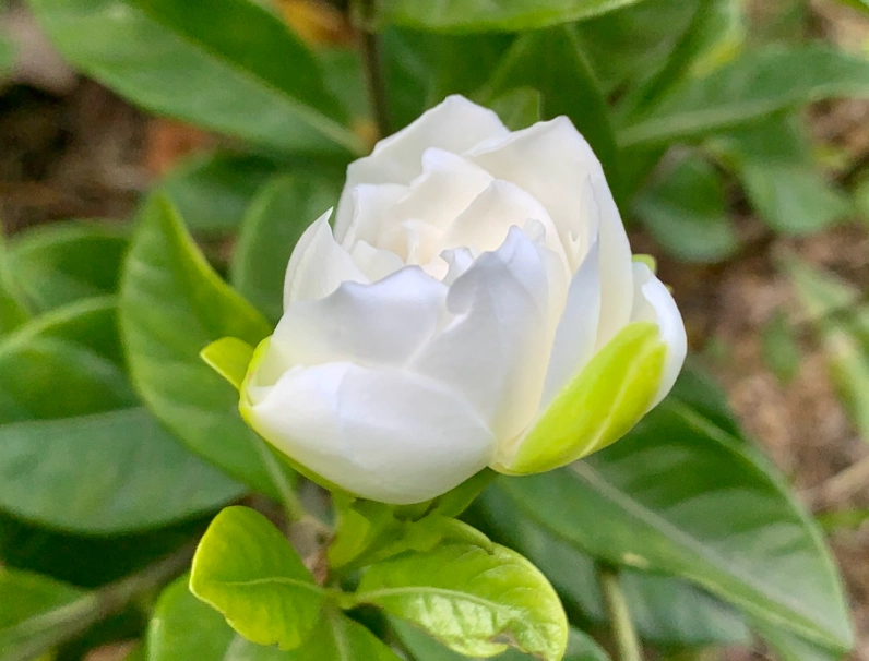 梔子花 葉子 乾枯 梔子花 葉子 乾枯