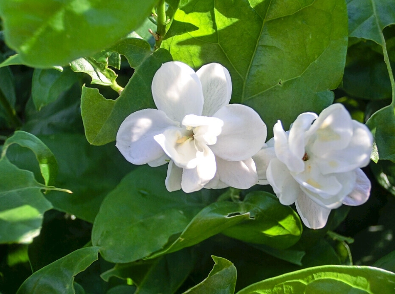 茉莉花施肥方法
