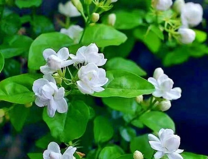 茉莉花用什麼肥料