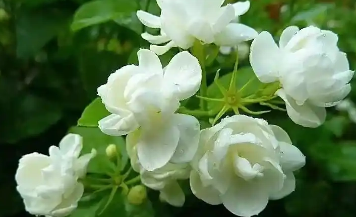 茉莉花肥料推薦