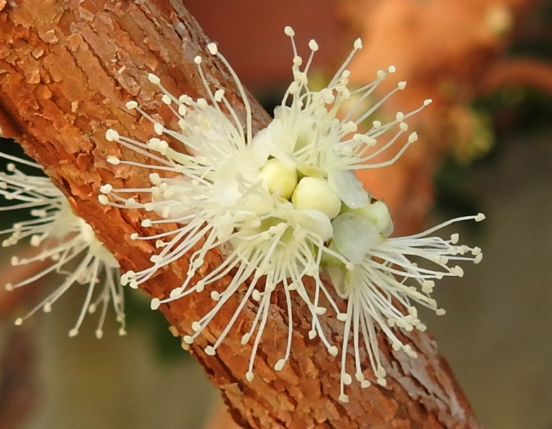 樹葡萄花 花期 樹葡萄花 花期