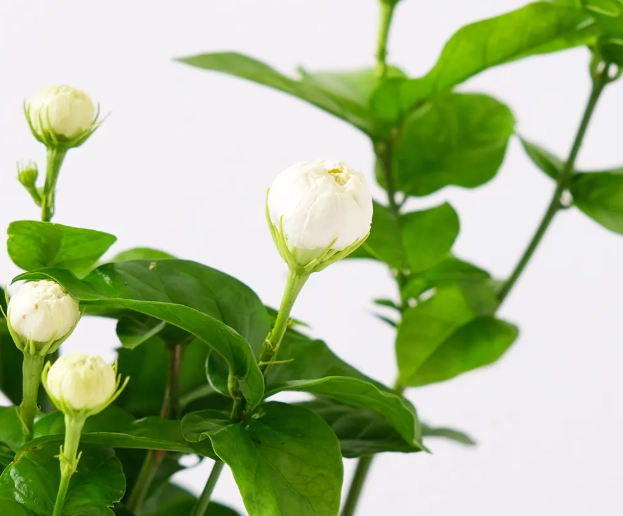 夜香茉莉 夜香茉莉