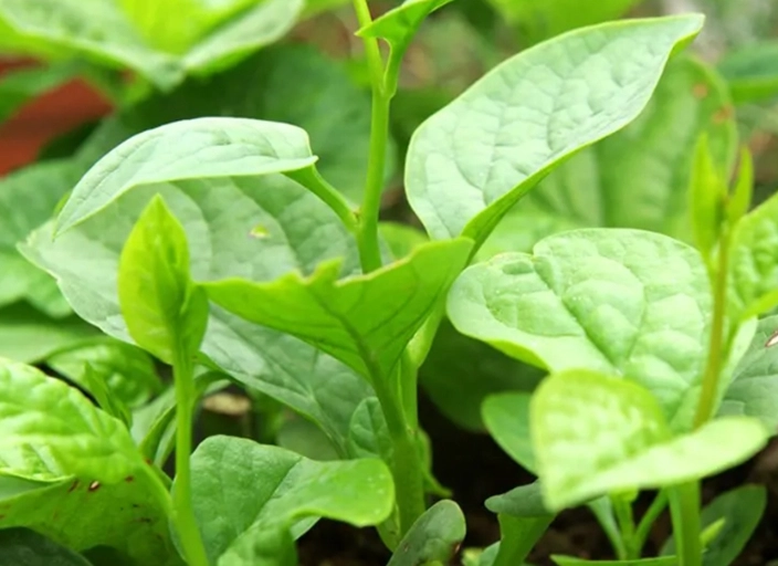 木耳菜料理 木耳菜料理