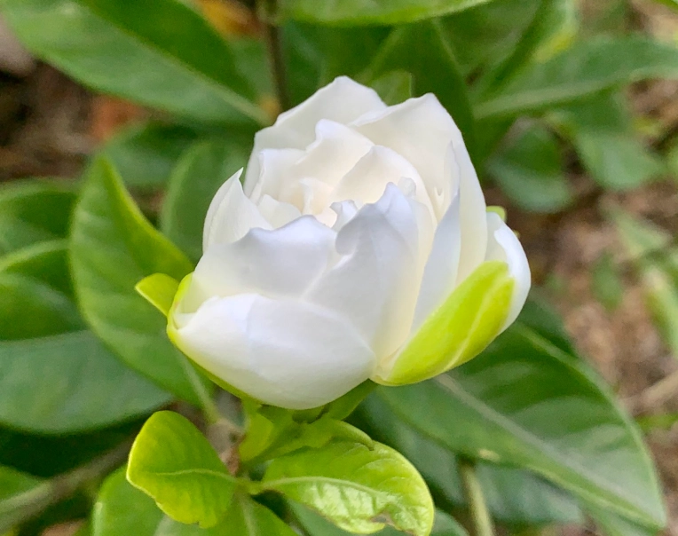 梔子花 養護