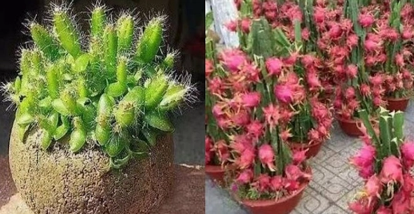 火龍果種子怎麼種 火龍果種子怎麼種
