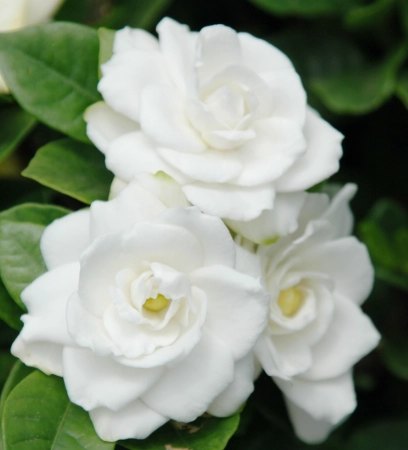 盆栽 梔子花