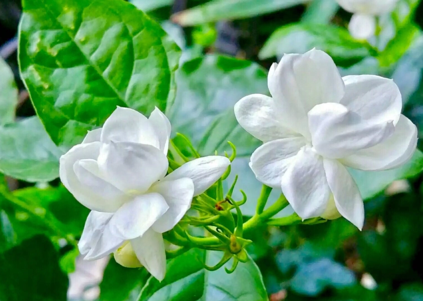 夜香茉莉 夜香茉莉