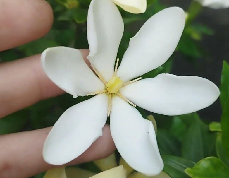 梔子花 葉子變黃