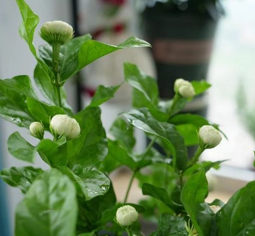 茉莉花種植 茉莉花種植